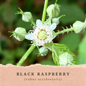 May include: A white flower with five petals and a central cluster of stamens surrounded by several green, pointed, unopened buds on a stem. Below the flower, a light peach-colored rectangular label displays the text BLACK RASPBERRY (rubus occidentalis).