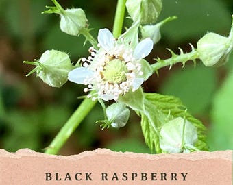 Puede incluir: Una flor blanca de cinco pétalos con un grupo central de estambres rodeada de varios capullos verdes, puntiagudos y cerrados en un tallo. Debajo de la flor, una etiqueta rectangular de color melocotón muestra el texto BLACK RASPBERRY (rubus occidentalis).