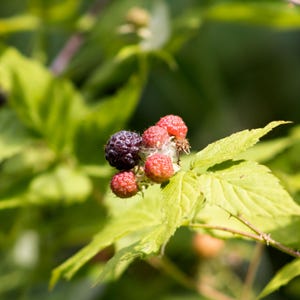 May include: A cluster of blackberries growing on a green leafy plant. One berry is dark purple and ripe, while the surrounding berries are smaller, red, and in various stages of development, attached to a thin stem with serrated green leaves.