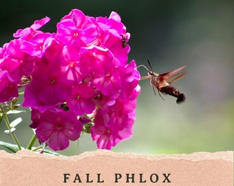 Fall Phlox Seeds | Phlox paniculata | Fall Blooming Perennial | Michigan Native Wildflower