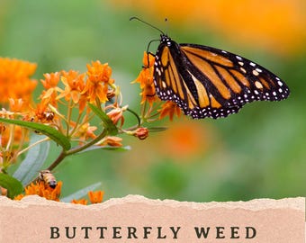 Butterfly Weed Seeds | Asclepias tuberosa | Pollinator Perennial | Michigan Native Wildflower