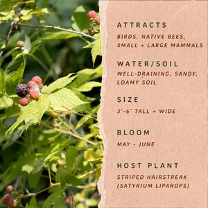 May include: A raspberry plant with green leaves and dark berries next to a tan informational card. The text reads: ATTRACTS BIRDS, NATIVE BEES, SMALL + LARGE MAMMALS; WATER/SOIL WELL-DRAINING, SANDY, LOAMY SOIL; SIZE 3'-6' TALL + WIDE; BLOOM MAY - JUNE; HOST PLANT STRIPED HAIRSTREAK (SATYRIUM LIPAROPS).