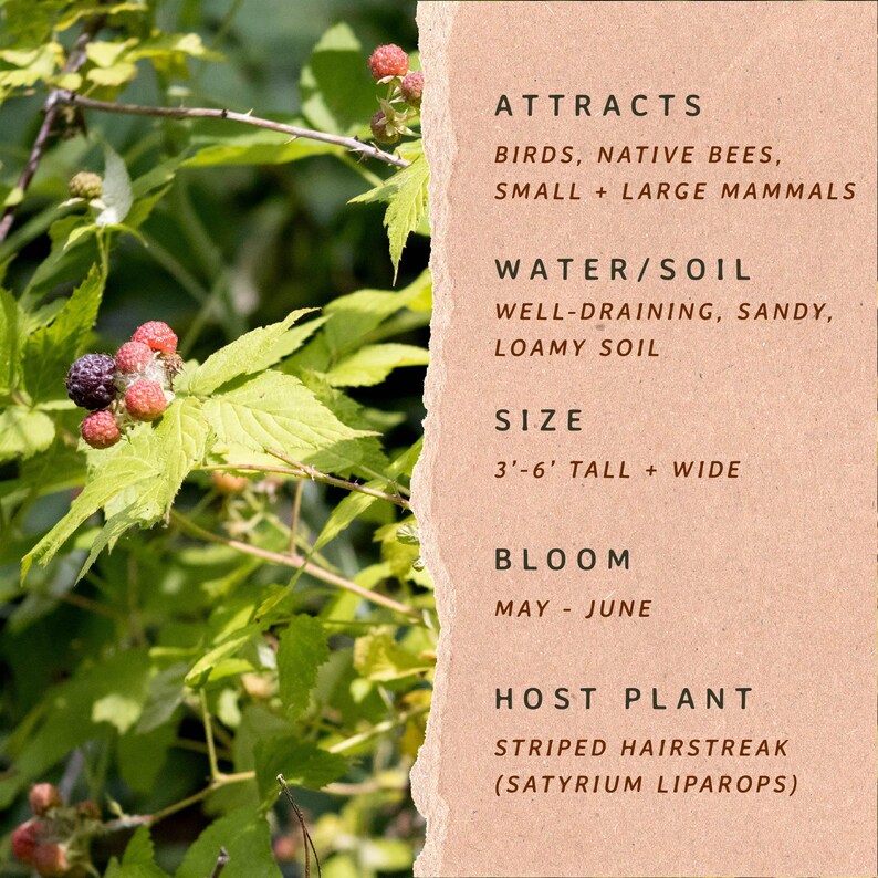 May include: A raspberry plant with green leaves and dark berries next to a tan informational card. The text reads: ATTRACTS BIRDS, NATIVE BEES, SMALL + LARGE MAMMALS; WATER/SOIL WELL-DRAINING, SANDY, LOAMY SOIL; SIZE 3'-6' TALL + WIDE; BLOOM MAY - JUNE; HOST PLANT STRIPED HAIRSTREAK (SATYRIUM LIPAROPS).
