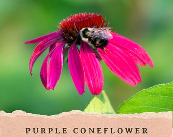 Purple Coneflower Seeds | Echinacea purpurea | Summer Long Blooming Perennial | Michigan Native Wildflower