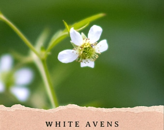 Puede incluir: Una flor de geum canadense con cinco pétalos blancos y un centro verde de estambres, unida a un tallo verde fino. Debajo de la flor, una tira de papel texturizado de color marrón claro presenta el texto negro WHITE AVENS (geum canadense).