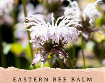 Eastern Bee Balm Seeds | Monarda bradburiana | Pollinator Perennial | Native Wildflower