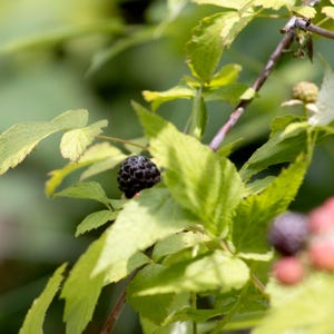 May include: A single ripe black raspberry hanging from a green stem surrounded by serrated light green leaves. The dark, textured fruit is positioned centrally among the foliage, with another partially visible berry in the lower right corner.