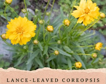 Lance-Leaved Coreopsis Seeds | Coreopsis Lanceolata | Summer Long Blooming Perennial | Michigan Native Wildflower