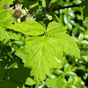May include: A vibrant green, three-lobed leaf with serrated edges and prominent veins, accompanied by small white flowers with dark, textured centers and round, light green buds on a thin, woody stem in a natural outdoor setting.