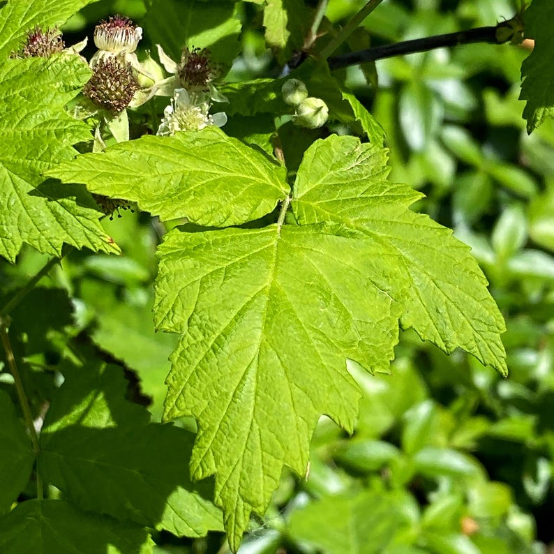 May include: A vibrant green, three-lobed leaf with serrated edges and prominent veins, accompanied by small white flowers with dark, textured centers and round, light green buds on a thin, woody stem in a natural outdoor setting.