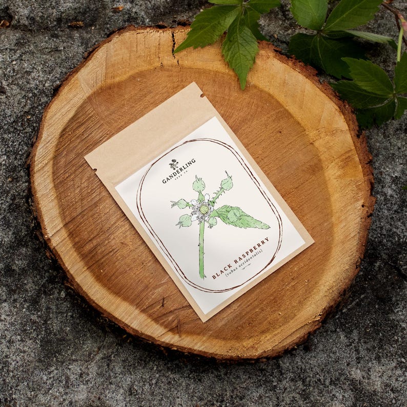 May include: A rectangular tan paper seed packet featuring a white label with a hand-drawn green and white illustration of a black raspberry plant. The text reads GANDERLING SEED CO and BLACK RASPBERRY Rubus occidentalis in black ink.