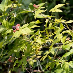 May include: A blackberry bush with bright green serrated leaves and thin, thorny stems. The plant features clusters of small, round berries in various stages of ripening, transitioning from light red to a deep, dark purple-black color.