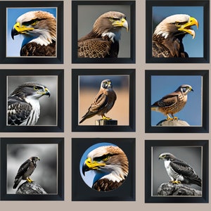 Diez impresionantes gráficos de 'aves de presa', una colección para adornar y alegrar cualquier pared. Hará increíbles impresiones, carteles y tarjetas.
