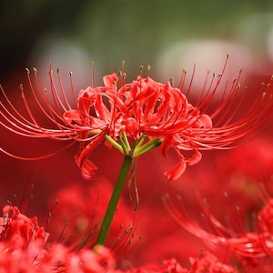 Red Spider Lily Bulb: Lycoris Radiata, Fall Blooming Perennial