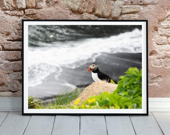 May include: Framed print featuring a puffin bird perched on a grassy cliff overlooking a black sand beach and ocean. The puffin has a black back, white belly, and a colorful beak. The background is a grayscale image of the ocean.