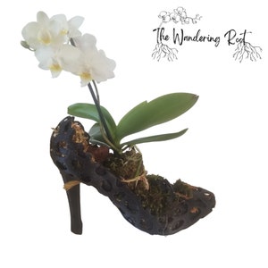 May include: A white orchid plant growing in a black, shoe-shaped planter. The planter has a lace-like design and is made of a natural material. The text "The Wandering Root" is visible in the background.
