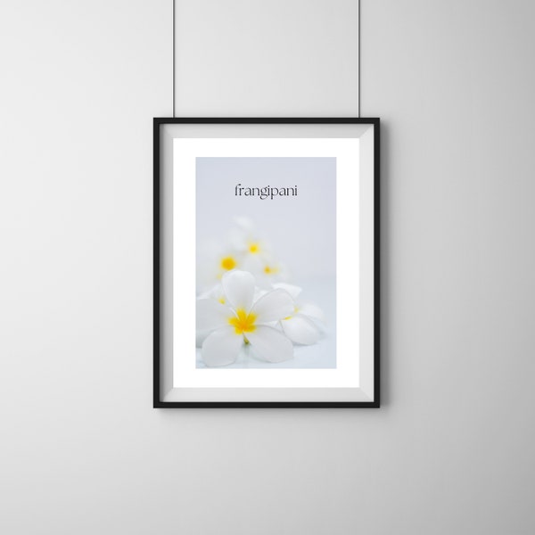 Poster 30x40cm mit Frangipaniblüte, Frangipani