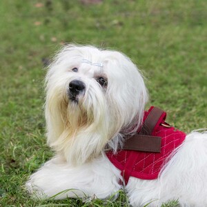 Arnés para perros de pana de algodón hecho a mano: herrajes de latón ajustables