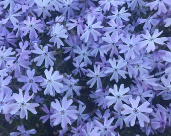 periwinkle print 8"x10" wall hanging