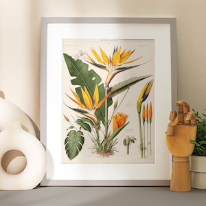 AI botanische Illustration Strelitzia reginae, bedruckbar, Wand Kunst Poster, digitaler Download Kunst, AI digitale Kunst