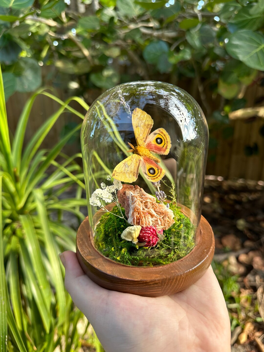 Real Moth Bell Jar Dome Display With Vanadinite on Barite Automeris