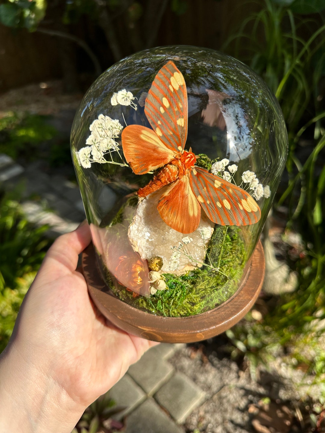 Real Large Moth Bell Jar Dome Display With Natural Quartz Formation