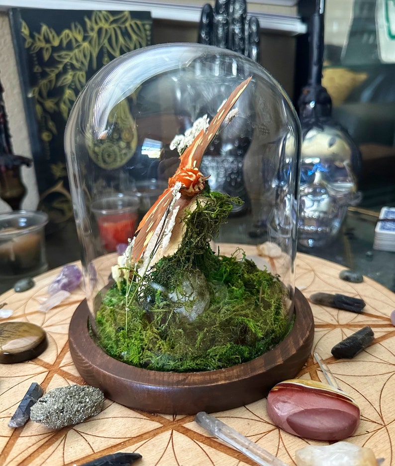 Real Large Moth Bell Jar Dome Display With Natural Quartz Formation