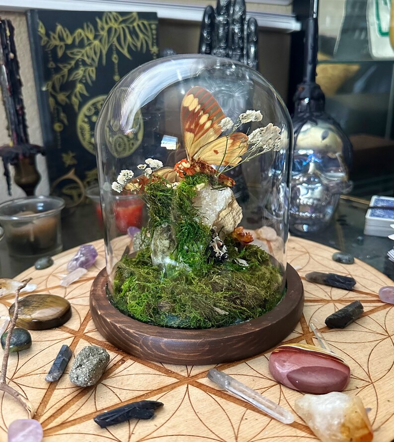 Real Large Moth Bell Jar Dome Display With Natural Quartz Formation