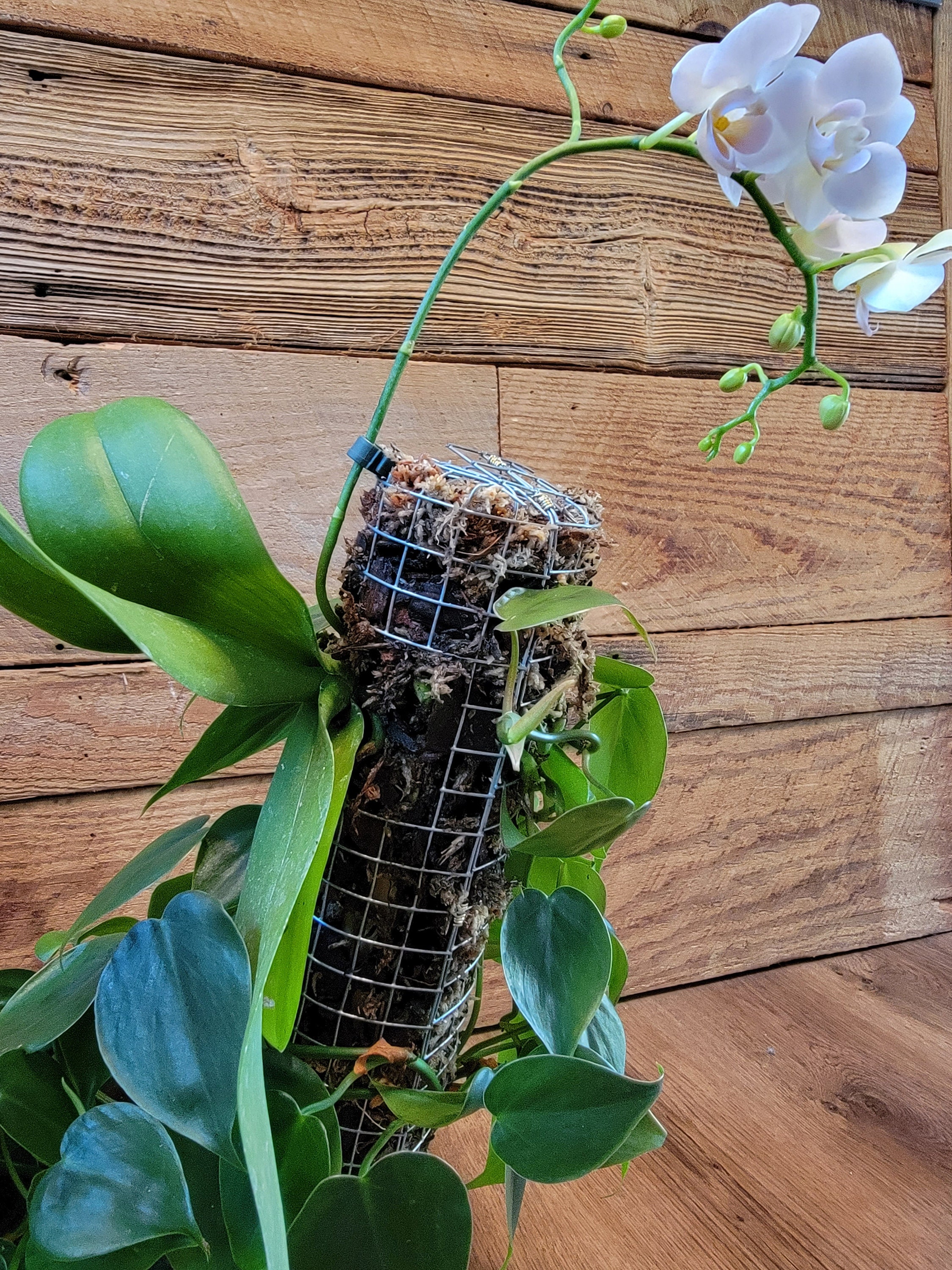Just an orchid casually living atop this moss pole : r/houseplants