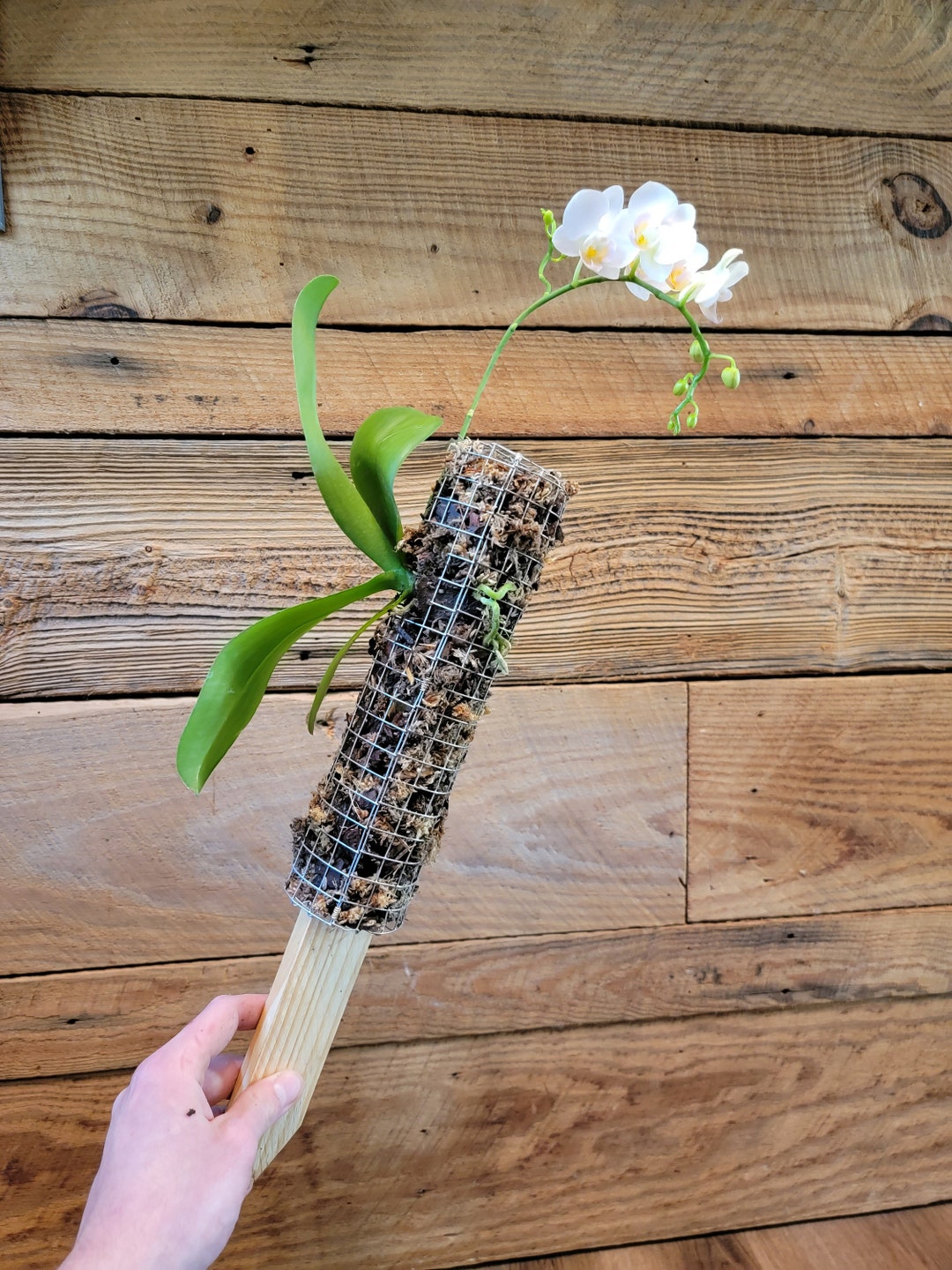 Orchid Moss Pole orchid Not Included Etsy