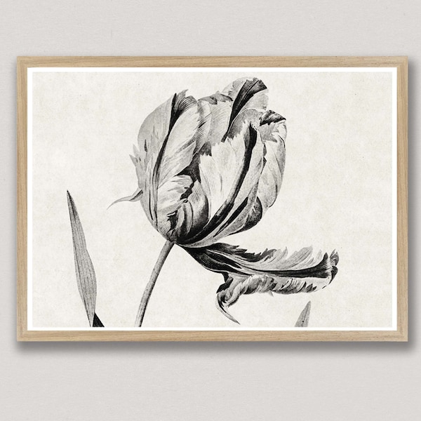 Black Tulip Art Etsy