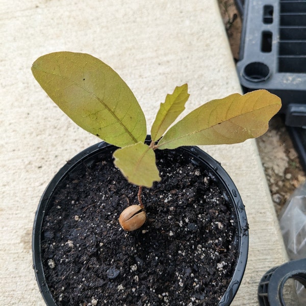 White oak seedlings