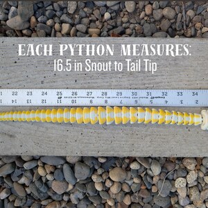 Pode incluir: Um modelo de p&iacute;ton amarelo e branco, com 42 cm de comprimento, &eacute; exibido em uma superf&iacute;cie de concreto ao lado de uma r&eacute;gua. O texto "EACH PYTHON MEASURES: 16.5 in Snout to Tail Tip" &eacute; vis&iacute;vel acima do modelo.