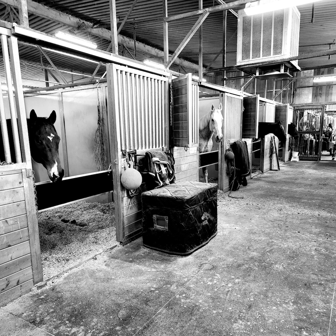 Horse Stall Guard No Permanent Hardware for Metal Stalls Sturdy Wood