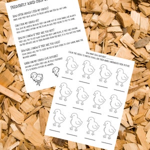 Chicken Egg Hatching Activity Journal for Kids - Etsy