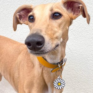 May include: A tan-coloured dog wearing a yellow leather collar with a daisy-shaped tag. The tag has a white outline, white petals, and a yellow centre. The dog has brown eyes and a black nose.