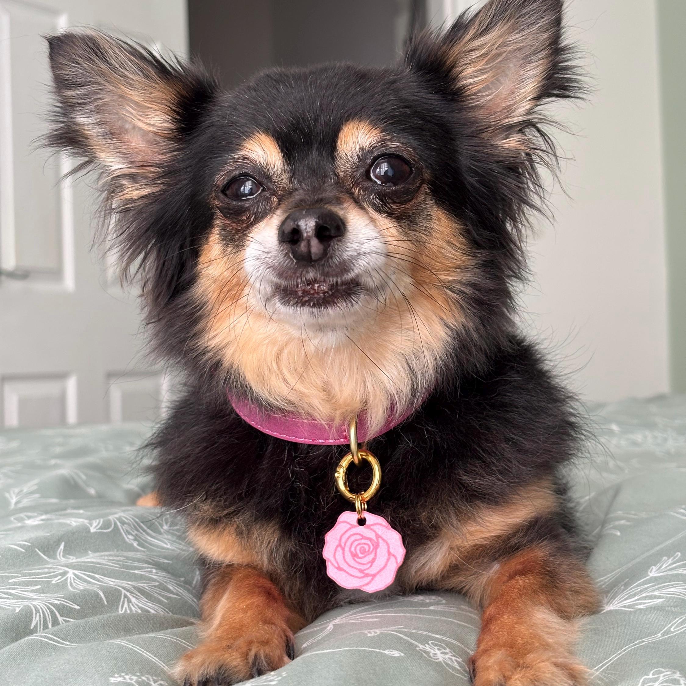 Etiqueta de identificación de mascotas florales para perros, etiquetas de perro rosa de moda y preppy - España Etiqueta de identificación de mascotas florales para perros, etiquetas de perro rosa de moda y preppy - España