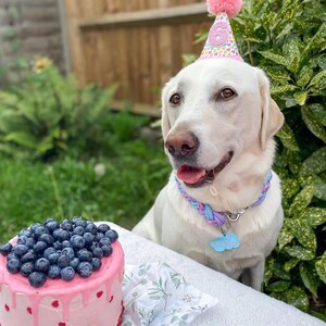 May include: A white Labrador Retriever wearing a party hat with the number 6 and a braided collar with a name tag. A pink cake topped with blueberries sits in front of the dog.