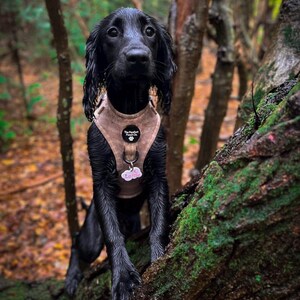May include: A wet, black dog wearing a tan harness with a tag that says "Lotus" stands on a mossy tree branch. The harness has a circular patch with the text "The Pawfect Pooch Co." and a paw print.