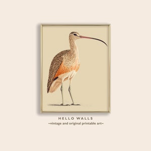Neutral Color Art Print Curlew Bird Painting Original Art Nature Wall Decor Birding Art Neutral Living Room Decor PRINTABLE DIGITAL DOWNLOAD