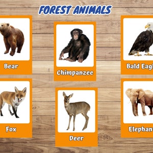 Forest Animals Flashcards Educational Printable Cards Flash - Etsy