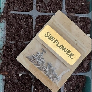 25 Heirloom sunflower seeds seed homestead garden gardening sunflowers harvested