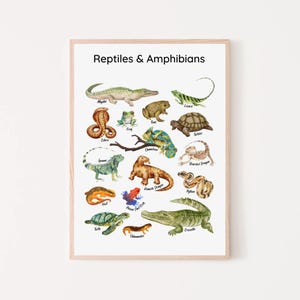 Póster educativo de reptiles y anfibios, cuadro de animales exóticos, decoración para el aula, Montessori, impresión para la educación en el hogar, sala de juegos infantil, arte de pared para guardería