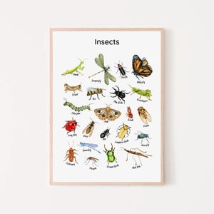 Pósteres educativos de insectos, cuadro de insectos, decoración del aula, arte de pared de aprendizaje Montessori para niños pequeños, impresión de educación en el hogar para preescolar, sala de juegos para niños, guardería