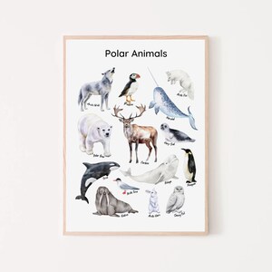 Póster educativo de animales polares, animales de la tundra ártica, Montessori, educación en el hogar, aula, impresión, sala de juegos para niños, guardería, arte de pared, aprendizaje para niños pequeños