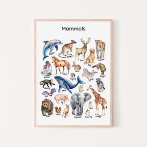 Cartaz educacional de mamíferos, gráfico de animais, decoração de sala de aula Montessori, impressão de aprendizagem para crianças em casa, sala de jogos para crianças, arte de parede para berçário para impressão