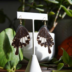 Real Butterfly Wing Earrings – Ethically Sourced, Swallowtail – Statement Earrings