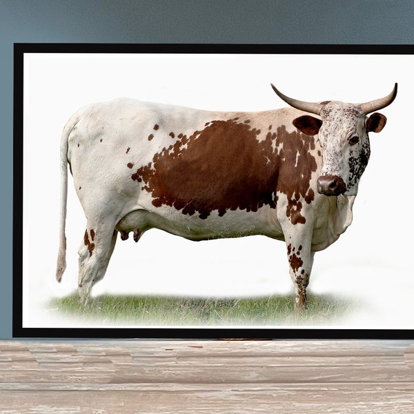 Cow, digital wall art, white background, Nguni cow, Zulu culture, print, wall décor, printable poster, cow wall art, farm, farm animal,