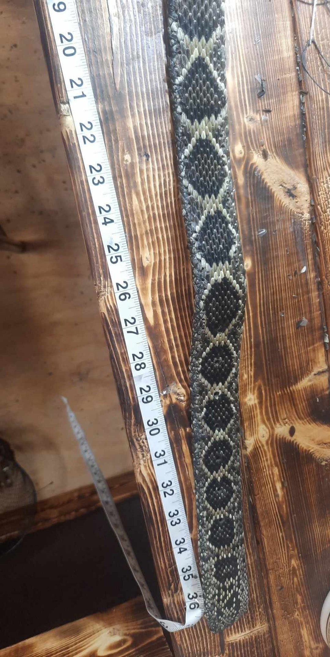Eastern Diamondback Rattlesnake Skin Covered Leather Belt . Upto 44" - Etsy