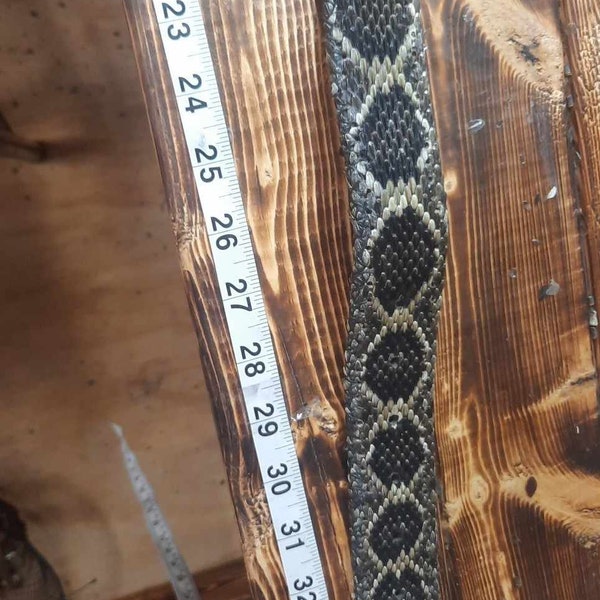 Rattlesnake Skin - Etsy
